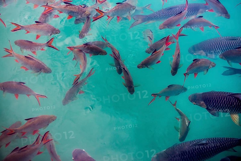 School of fish, Cheow Lan Lake, Khao Sok National Park, Phang Nga, Surat Thani, Thailand