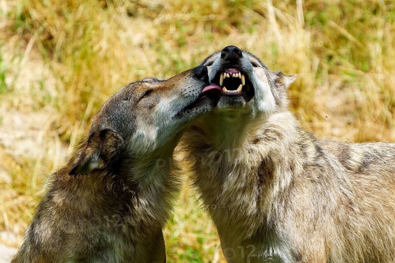 Two wolves making a tender gesture in a sunlit clearing, Timberwolf, wolf, American wolf, (Canis lupus lycaon), Germany