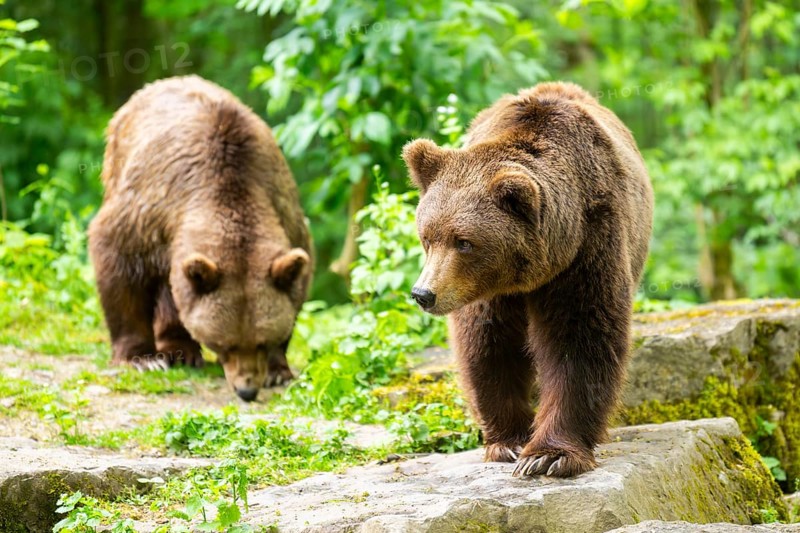 Brown bears (Ursus arctos) standing on a rock, Bavaria, Germany