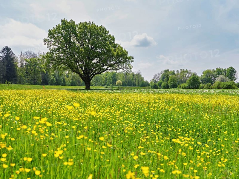 English oak (Quercus robur), in meadow of flowering buttercup, Freiamt, Canton Aargau, Switzerland