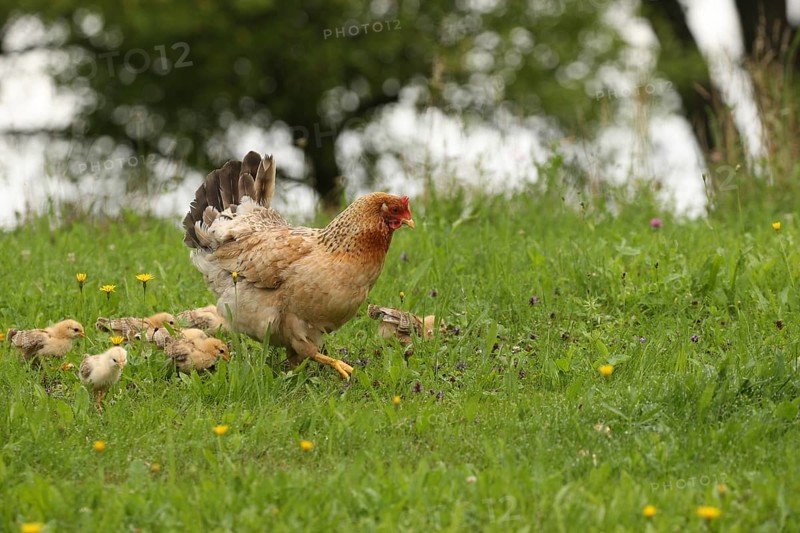 Domestic chicken with a few days old young ones looking for food in a meadow, free-range, organic farming, Lower Austria, Austria, Lower Austria, Austria