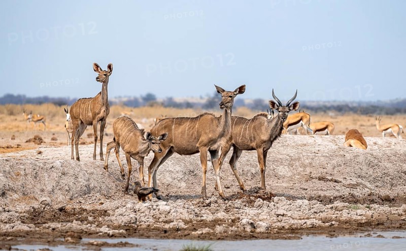 Greater kudu (Tragelaphus strepsiceros), group, drinking at waterhole, Nxai Pan National Park, Botswana