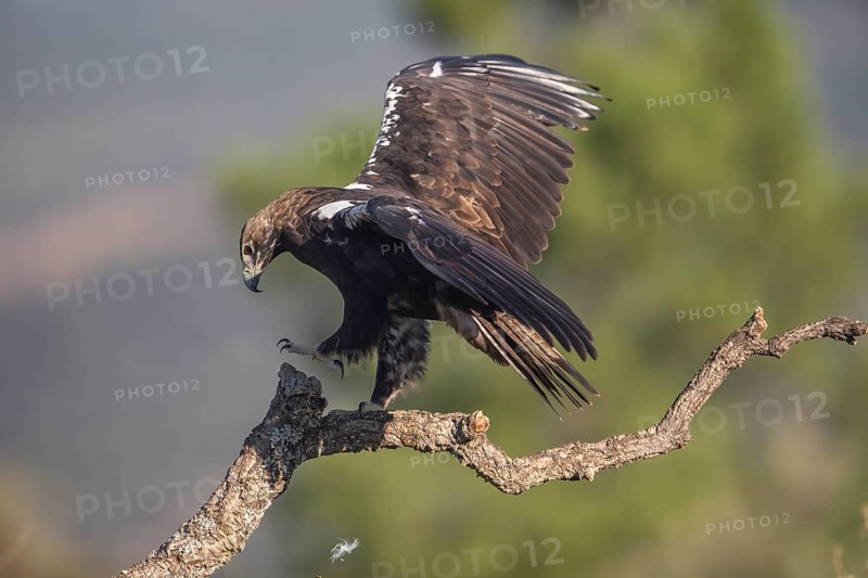 Iberian Eagle (Aquila adalberti), Spanish imperial eagle, Extremadura, Castilla La Mancha, Spain