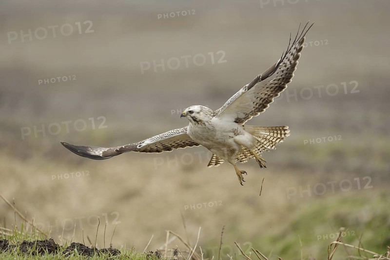 With momentum... Buzzard (Buteo buteo), most common native buzzard, bird of prey flies up from a field, almost white morph (variant), buzzards are variably coloured, there are very dark, but also very light specimens, native nature, Lower Rhine, North Rhine-Westphalia, Germany, Western Europe