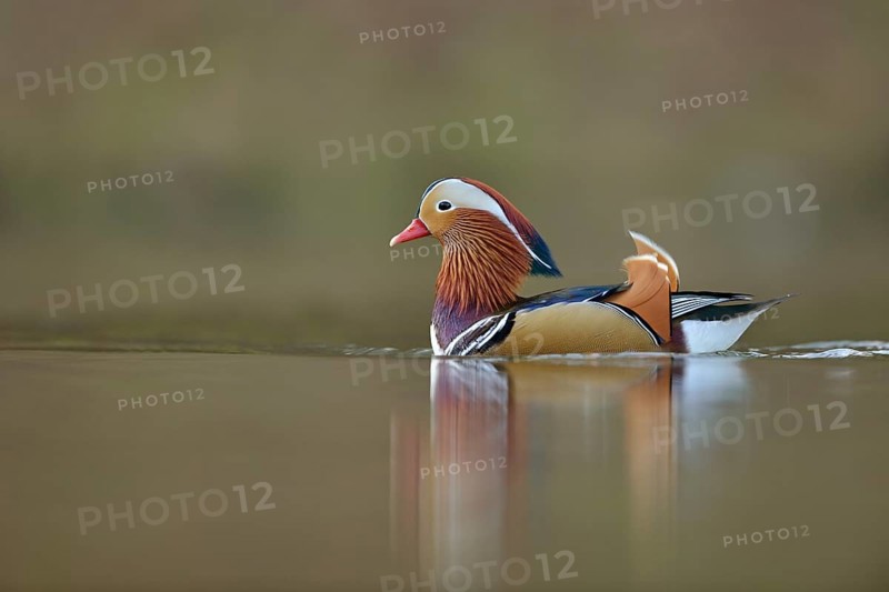 Beauty on the lake... Mandarin duck (Aix galericulata), colourful, brightly coloured drake in courtship display, stretches its head up to show off its beautiful plumage, wild duck also widespread in Europe, original home East Asia, native nature, Lower Rhine, Rhineland, North Rhine-Westphalia, Germany, Western Europe