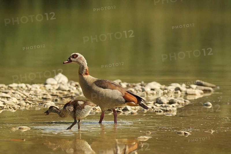 Egyptian goose (Alopochen aegyptiaca) adult bird with young bird in a gravel pit, Allgäu, Bavaria, Germany, Allgäu, Bavaria, Germany