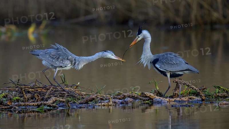 Grey heron (Ardea cinerea), male giving branch to female for nest building on the floating roots of the water lily, Neckar valley, Baden-Württemberg, Germany