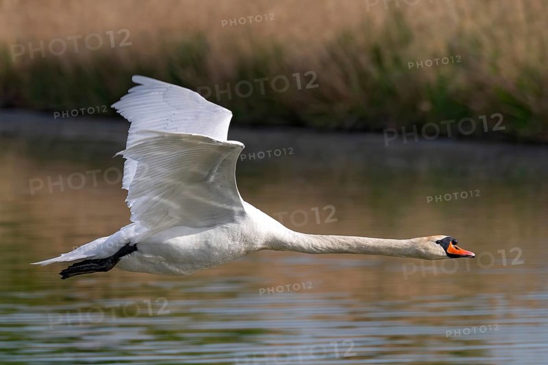 Mute swan (Cygnus olor), fish ponds, Güssing, Burgenland, Austria