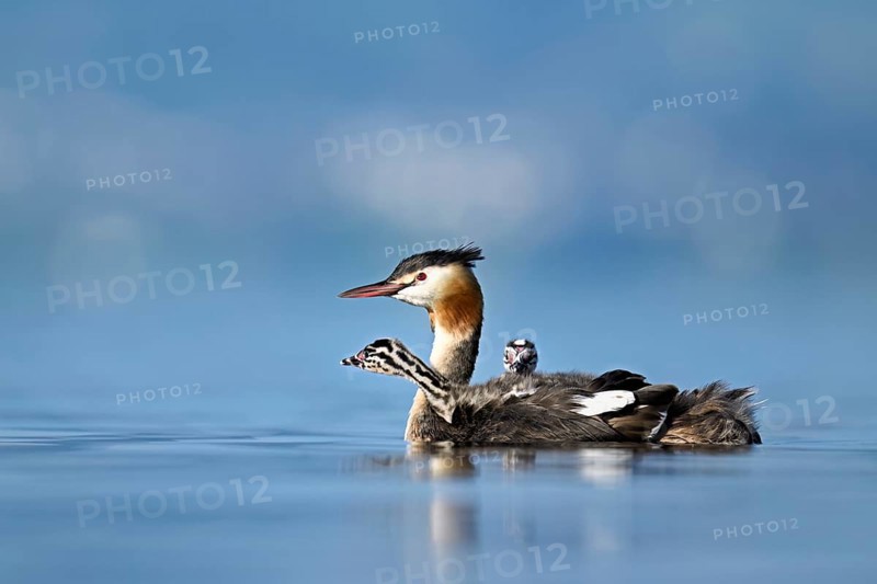 Great Crested Grebe (Podiceps Scalloped ribbonfish), with two chicks in plumage swimming in the water, Lake Zug, Canton Zug, Switzerland