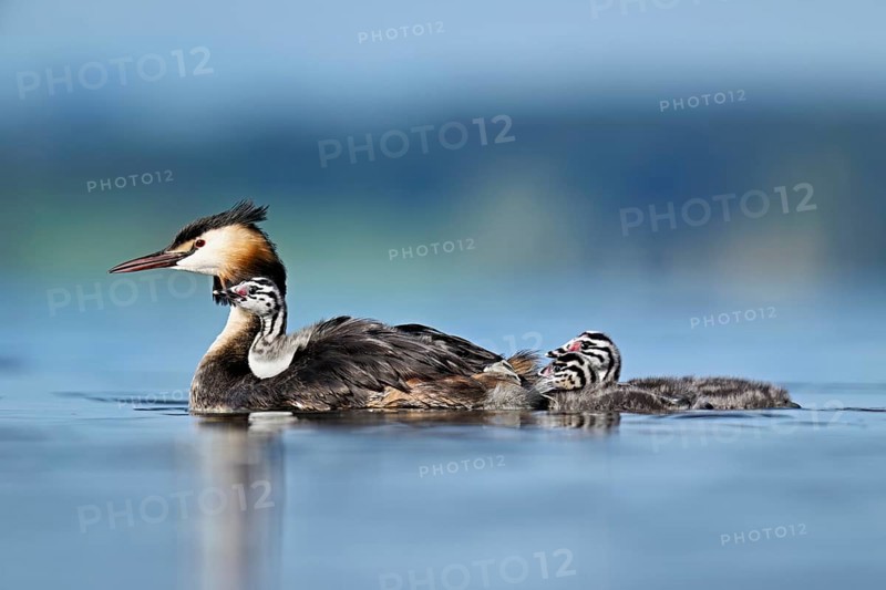Great Crested Grebe (Podiceps scalloped ribbonfish), with chicks in plumage and two swimming in Lake Zug, Canton Zug, Switzerland