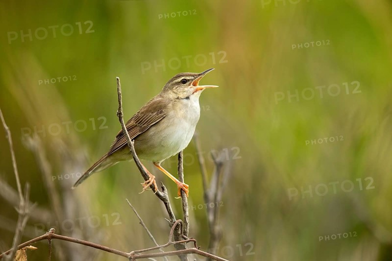 Styan's Grasshopper Warbler (Locustella pleskei) singing, Miyakejima, Japan