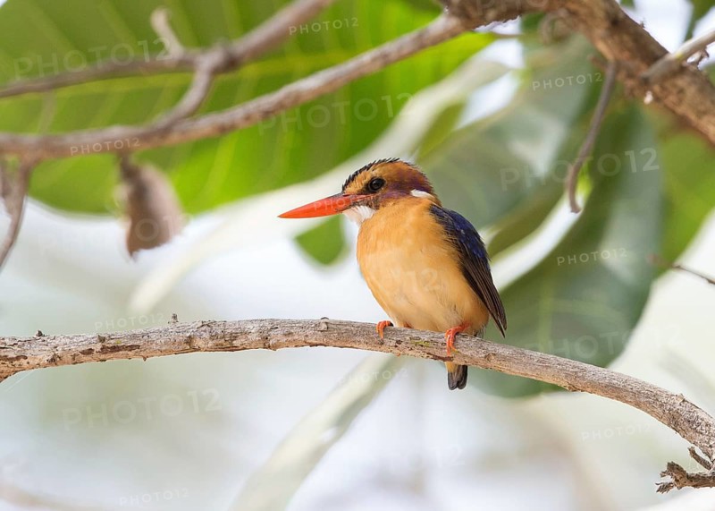 African Pygmy Kingfisher (Ispidina picta), Gambia