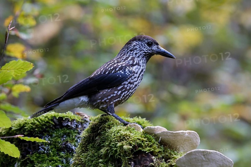 Spotted Nutcracker (Nucifraga caryocatactes) perched on the ground, Baden-Wuerttemberg, Germany