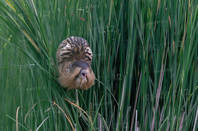 Eurasian Bittern (Botaurus stellaris), Saxony, Germany