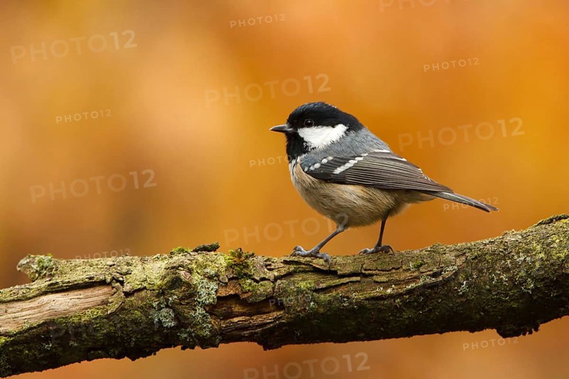 Coal Tit (Periparus ater), Utrecht, Netherlands