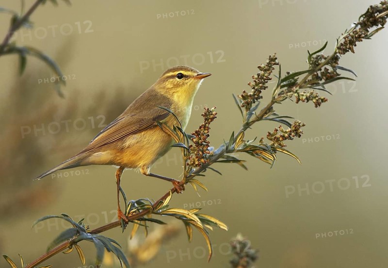 Willow Warbler (Phylloscopus trochilus), Mecklenburg-Western Pomerania, Germany
