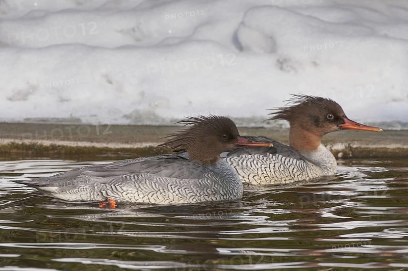 Scaly-sided Merganser (Mergus squamatus) female