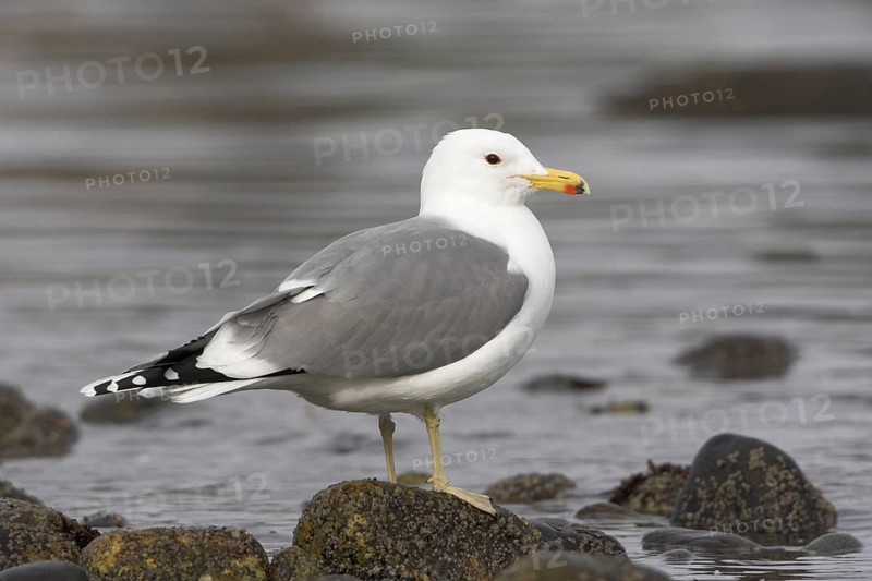 California Gull (Larus californicus), British Columbia, Canada