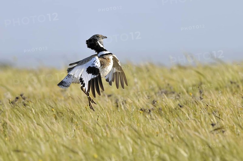 Little Bustard (Tetrax tetrax) mating, Extremadura, Spain