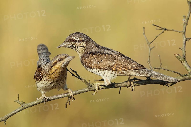 Eurasian Wryneck (Jynx torquilla), Baden-Wuerttemberg, Germany