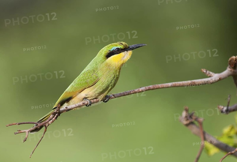 Little Bee-eater (Merops pusillus), Okavango-Delta, Botswana