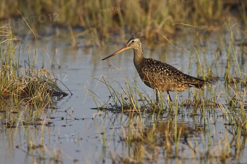 Hudsonian Godwit (Limosa haemastica) male, Manitoba, Canada