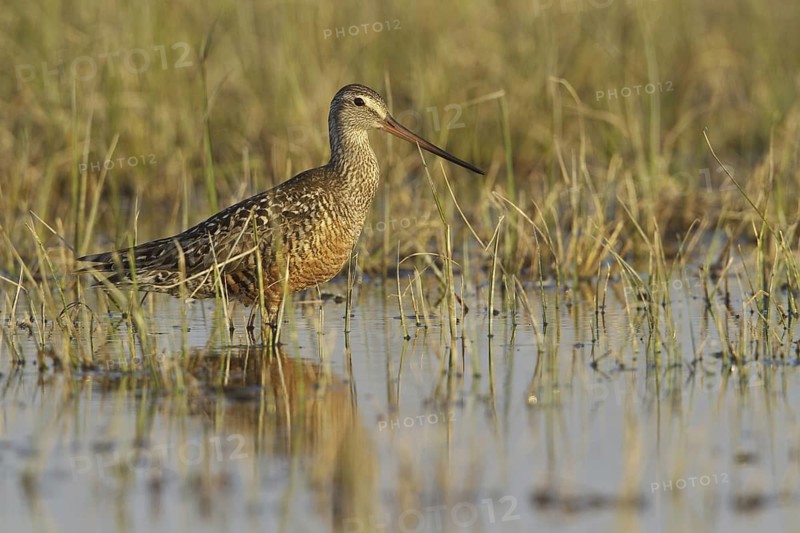 Hudsonian Godwit (Limosa haemastica) male, Manitoba, Canada