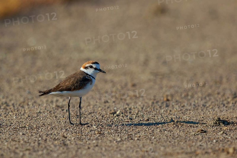Kentish Plover (Charadrius alexandrinus) male, Greece