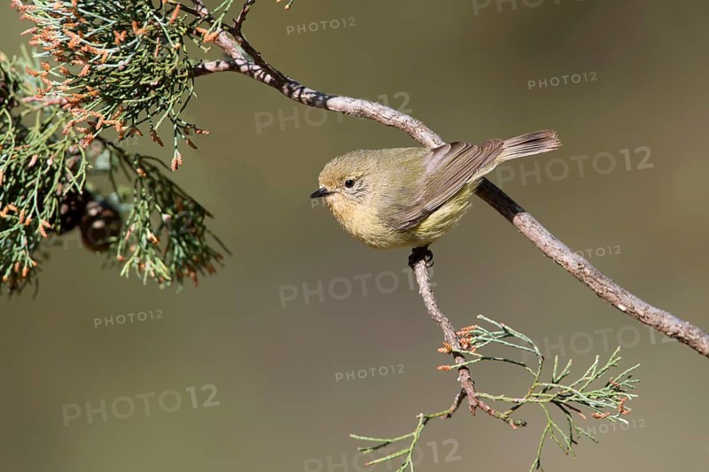 Yellow Thornbill (Acanthiza nana), New South Wales, Australia