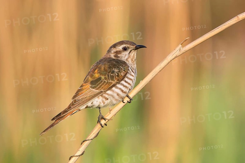 Horsfield's Bronze Cuckoo (Chrysococcyx basalis), Victoria, Australia