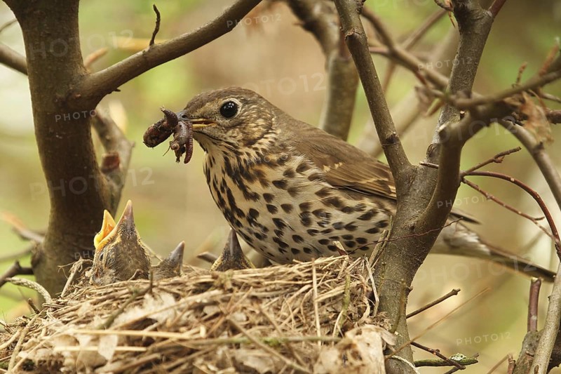 Song Thrush (Turdus philomelos) chick, Lower Saxony, Germany