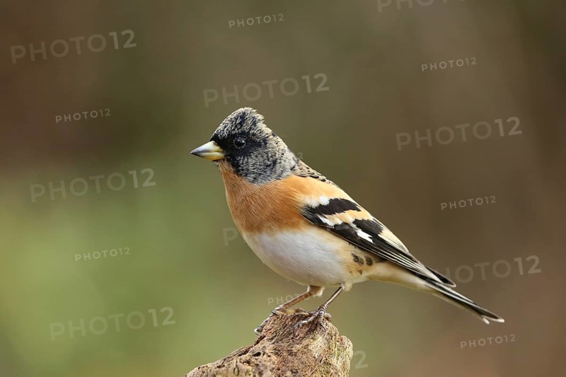 Brambling (Fringilla montifringilla) male, Lower Saxony, Germany