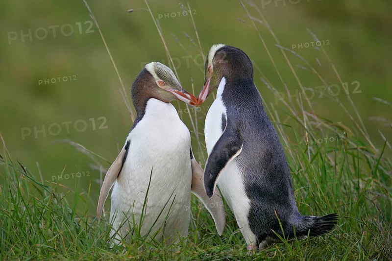 Yellow-eyed Penguin (Megadyptes antipodes) pair displaying, South Island, New Zealand