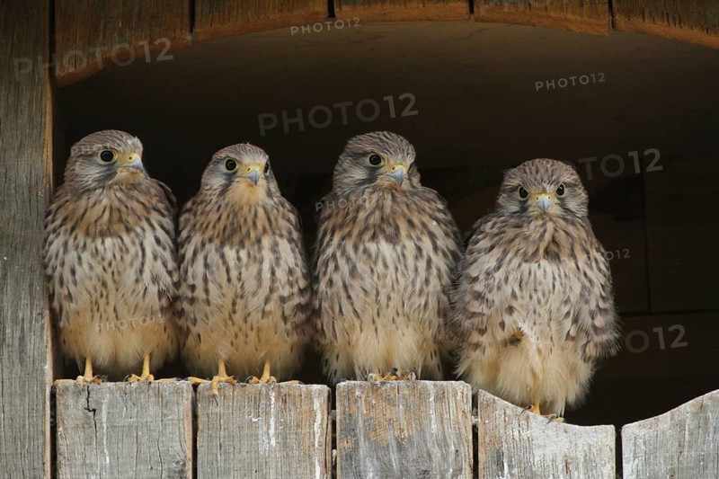 Common Kestrel (Falco tinnunculus) juvenile, Lower Saxony, Germany