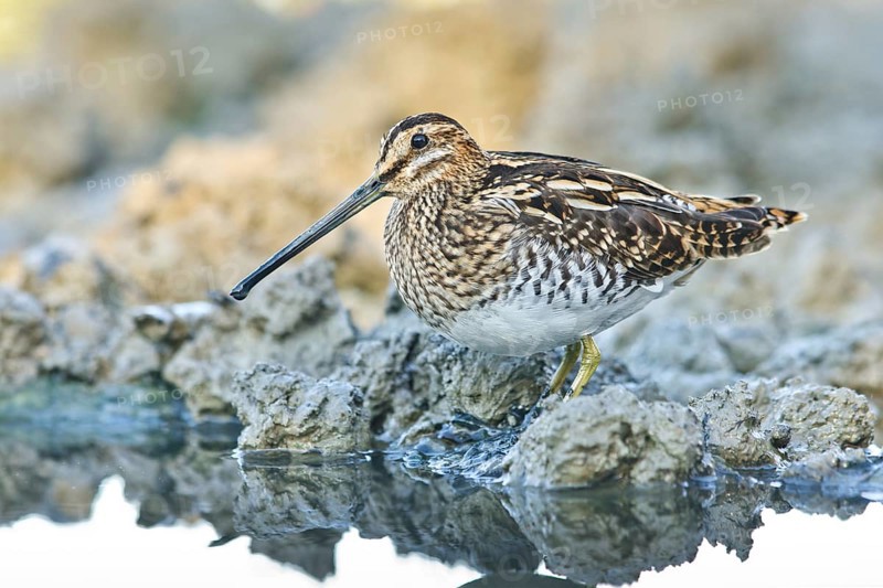 Common Snipe (Gallinago gallinago) foraging, Tuscany, Italy
