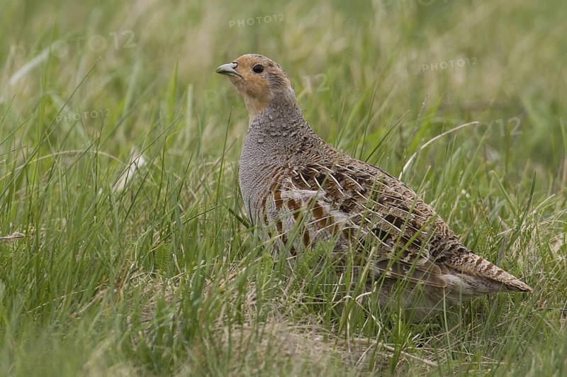 Grey Partridge (Perdix perdix) male, Lake Neusiedl, Austria