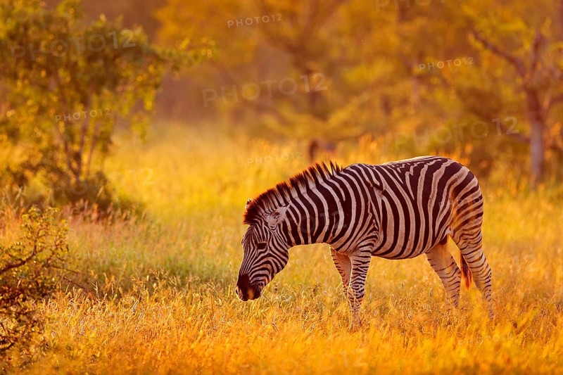 Plains zebra, Equus quagga, in the grassy nature habitat, evening light, Kruger National Park, South Africa. Wildlife scene from African nature. Zebra sunset with trees