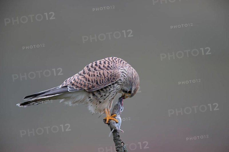 Common Kestrel (Falco tinnunculus) female perched on a branch eating a mouse, North Rhine-Westphalia, Germany