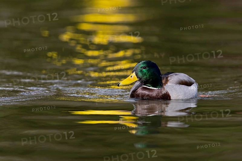 Mallard (Anas platyrhynchos) male, Baden-Wuerttemberg, Germany