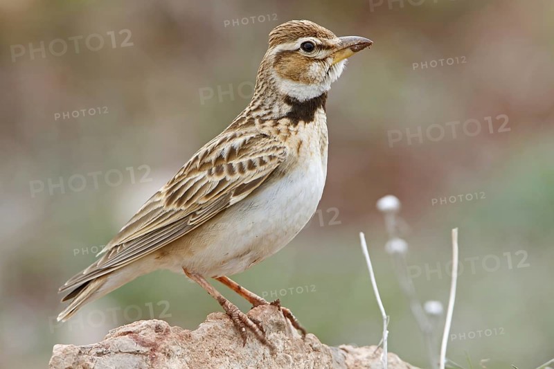 Bimaculated Lark (Melanocorypha bimaculata), Nigde, Turkey