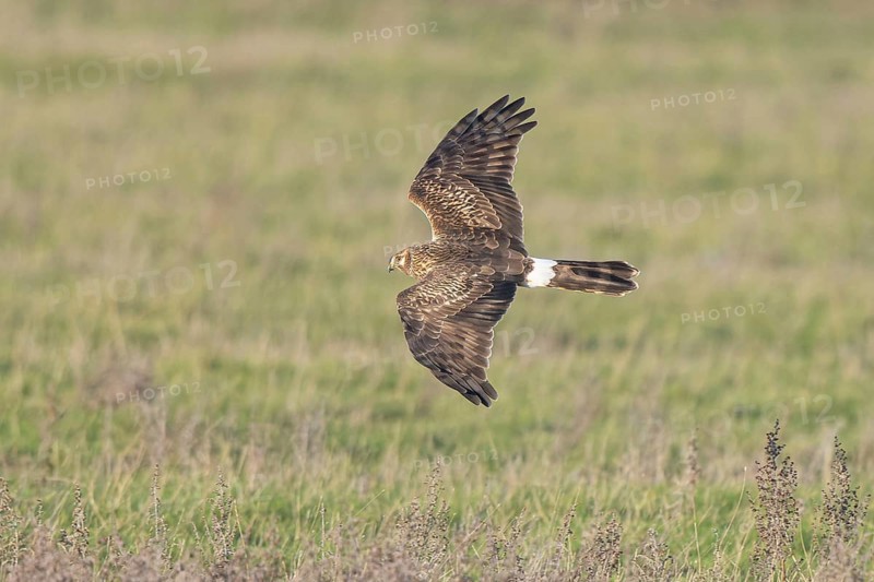 Hen Harrier (Circus cyaneus) female flying, Netherlands