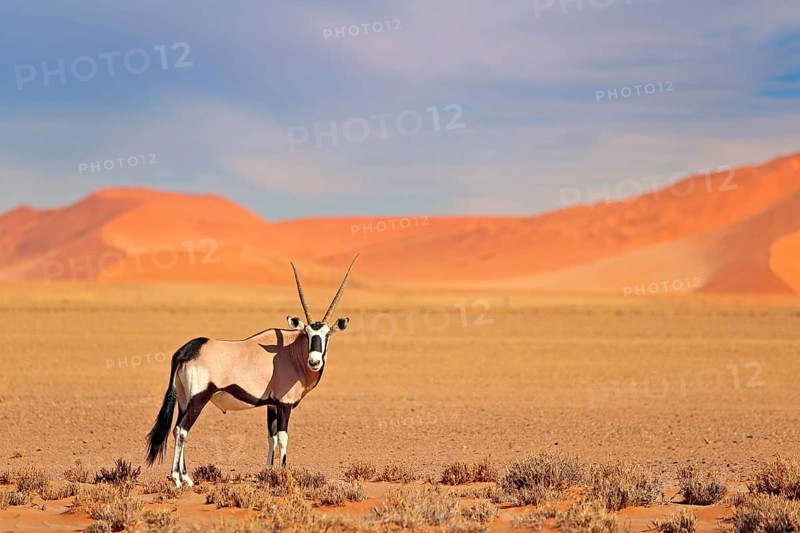 Gemsbok with orange sand dune evening sunset. Gemsbuck, Oryx gazella, large antelope in nature habitat, Sossusvlei, Namibia. Wild animals in the savannah. Animal with big straight antler horn