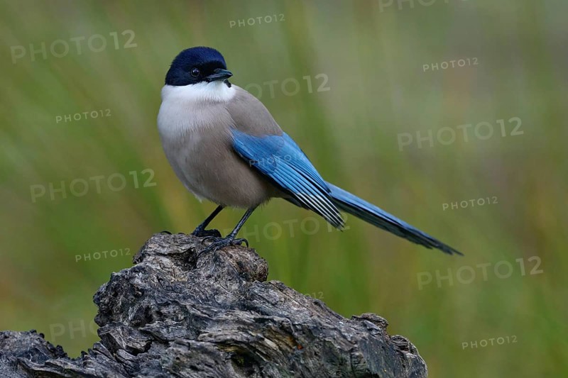 Azure-winged Magpie, Cyanopica cyanus, rare bird on the rock habitat, Sierra de Andújar, Andalusia, Spain in Europe. Magpie in the nature stone habitat