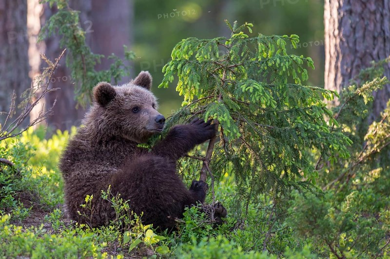 Eurasian Brown Bear (Ursus arctos) cub foraging in forest, Finland