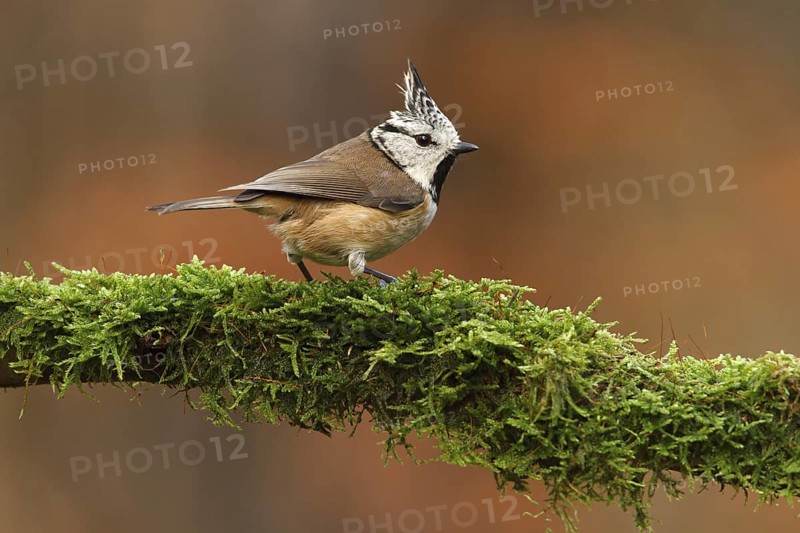 European Crested Tit (Lophophanes cristatus), Utrecht, Netherlands
