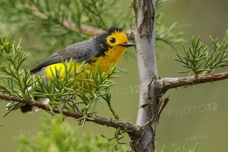 Golden-fronted Whitestart (Myioborus ornatus) perched on a branch in the mountains of Colombia, South America