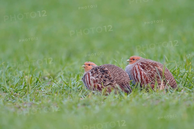 Grey Partridge (Perdix perdix) perched in field, North Rhine-Westphalia, Germany