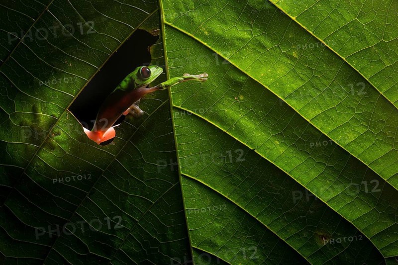 A Gliding Leaf Frog (Agalychnis spurrelli) moves through a rainforest at night in Ecuador