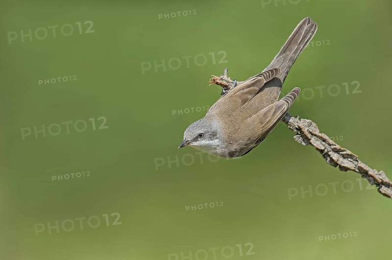Lesser Whitethroat (Sylvia curruca) perched on a branch, Aosta Valley, Italy