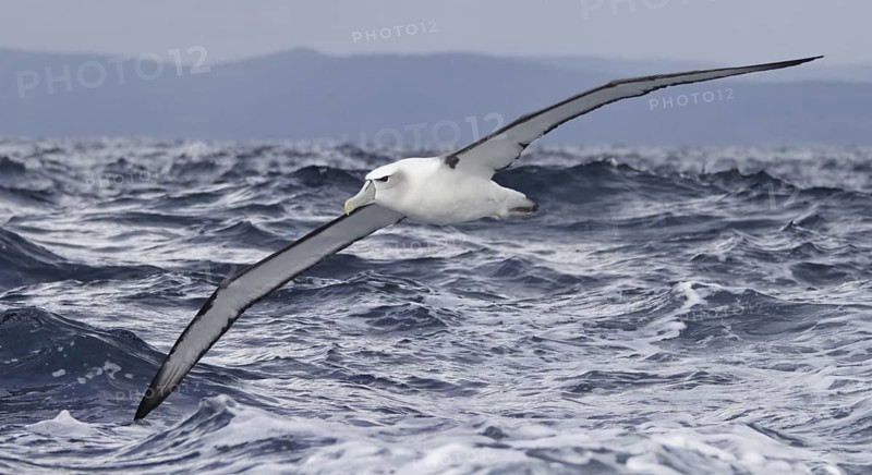 Shy Albatross (Thalassarche cauta) flying, New South Wales, Australia